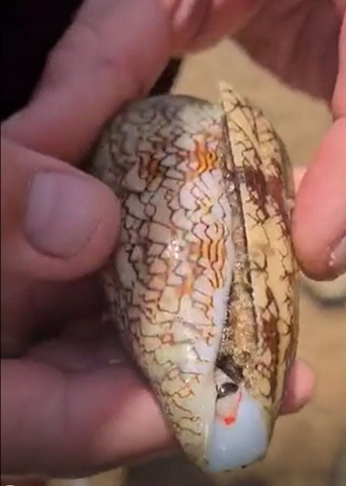 Persona sosteniendo un caracol marino con concha decorada, sin darse cuenta del peligro que puede representar.