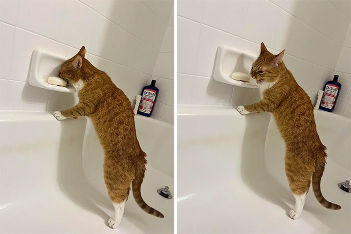 Gato caótico naranja investigando jabón en bañera blanca, mostrando comportamiento típico de gatos caóticos y curiosos.