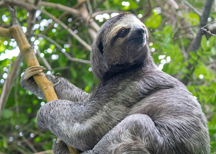 Perezoso agarrado a una rama en la selva, ilustrando verdades inquietantes sobre animales que pocos conocen.