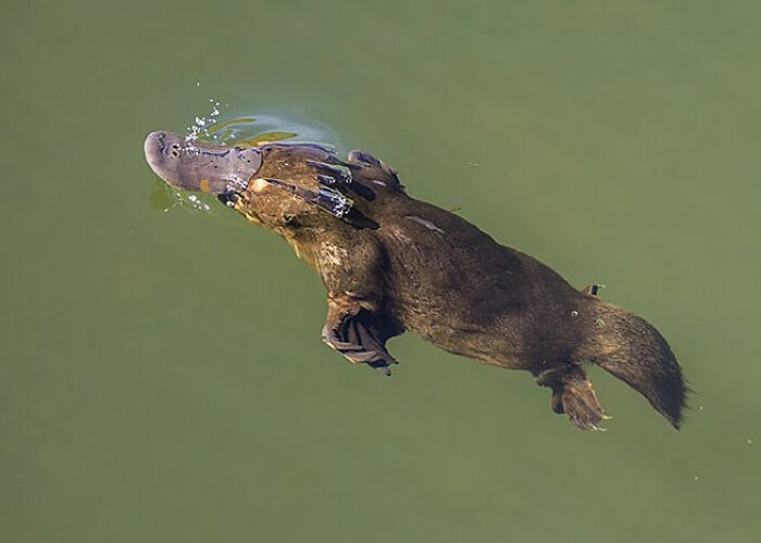 Ornitorrinco nadando en agua verde, ejemplo de las verdades inquietantes sobre animales que pocos conocen.