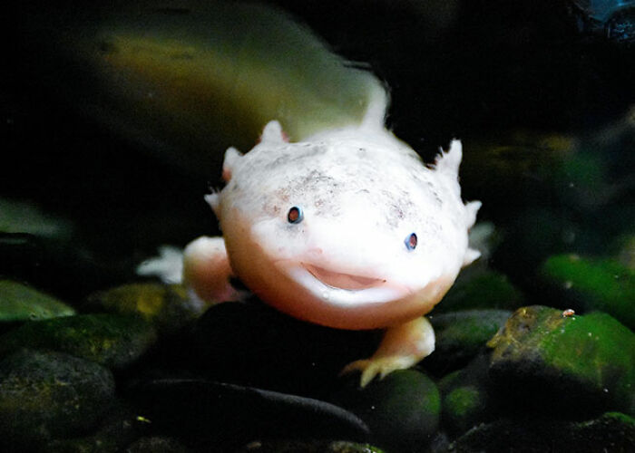 Ajolote blanco nadando en agua oscura, ilustrando verdades perturbadoras sobre animales poco conocidas.