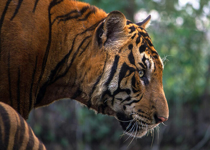 Tigre en primer plano mostrando detalles inquietantes sobre animales que pocos desearían conocer.