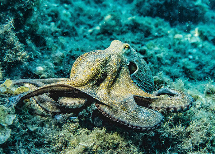 Pulpo camuflado en el fondo marino, ilustrando verdades perturbadoras sobre animales que quizás no quieras saber.