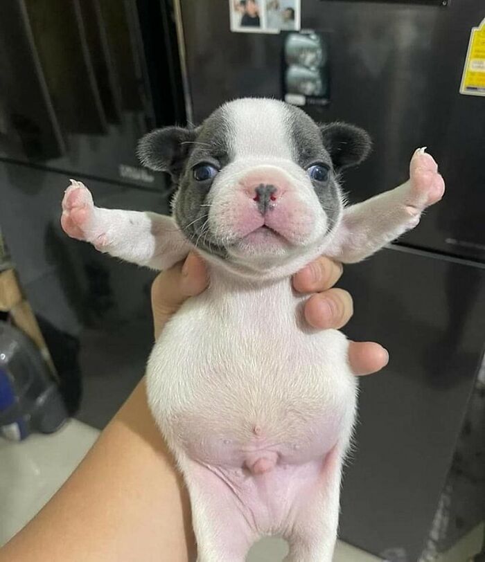 Cachorro pequeño con patas levantadas en mano humana, momentos divertidos de perros captados en cámara.