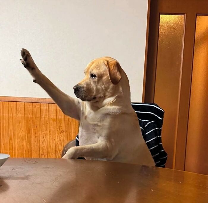 Perro divertido sentado en una silla levantando la pata como si saludara, momento cómico captado en cámara.