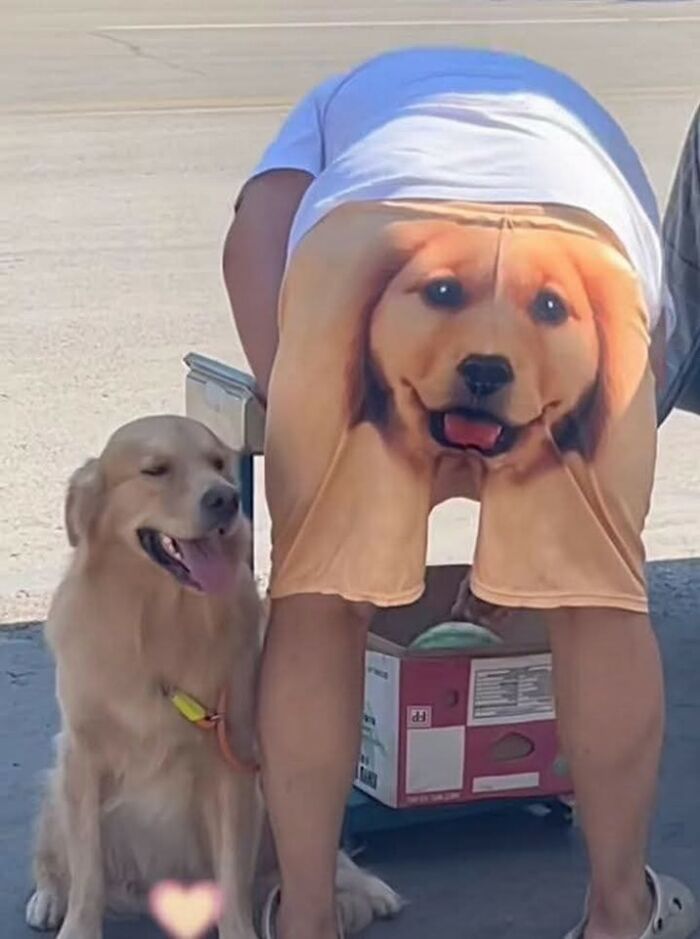 Hombre con pantalones cortos con imagen de perro sonriente al lado de un perro dorado feliz en momento gracioso de perro.