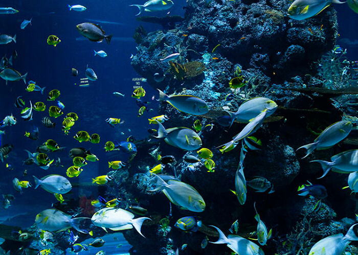 Peces de colores nadando alrededor de arrecifes en un ecosistema marino mostrando verdades impactantes sobre animales.