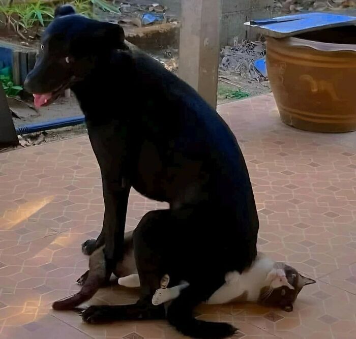 Perro negro sentado encima de un gato blanco y negro en el suelo, momento divertido con perros captado en cámara.