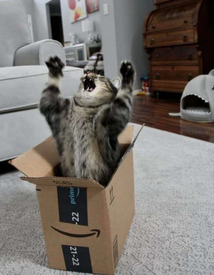 Gato caótico dentro de una caja de cartón en sala de estar, mostrando comportamiento felino enérgico y divertido.