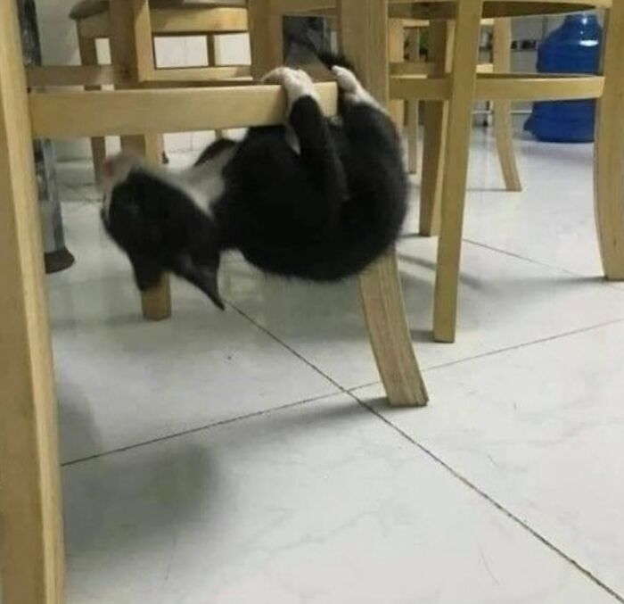 Gato caótico colgado de una silla de madera en suelo blanco mostrando comportamiento típico de gatos traviesos.