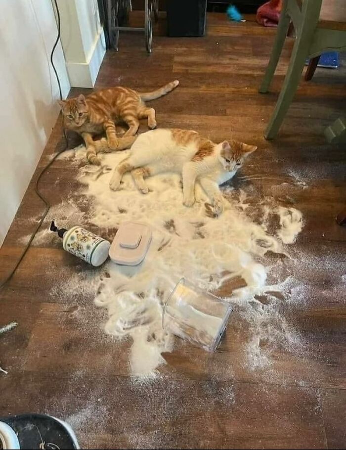 Dos gatos caóticos jugando y descansando sobre harina derramada en el suelo de una cocina.