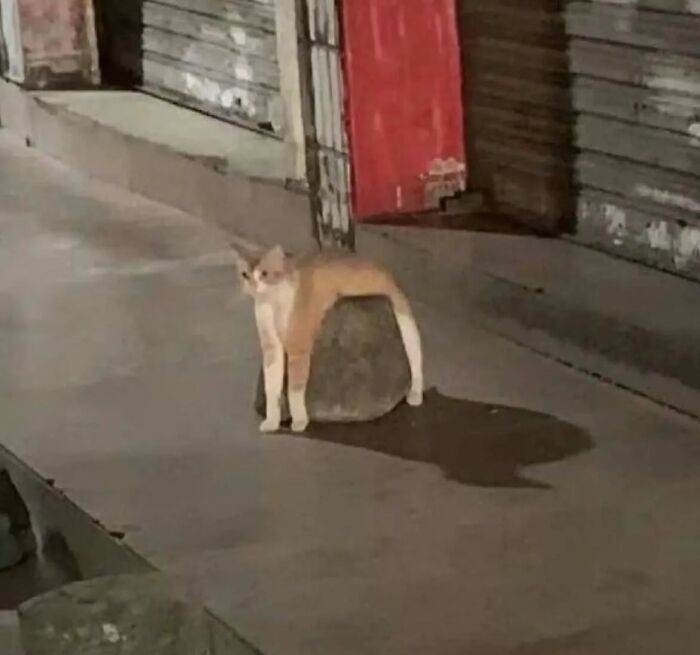 Gato caótico apoyado en una roca en la acera, mostrando comportamiento típico de gatos urbanos y curiosos.