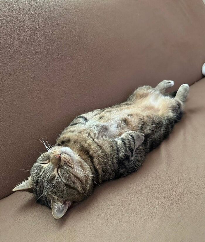 Gato caótico durmiendo boca arriba en sofá marrón mostrando comportamiento felino relajado y natural.