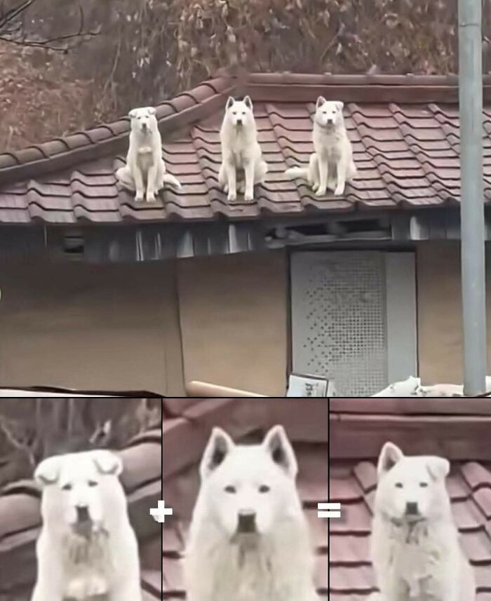 Tres perros blancos sentados en el techo y combinaciones graciosas de perros capturadas en momentos divertidos con cámara.