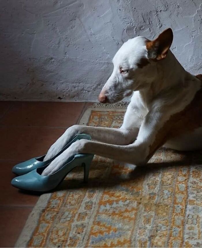 Perro con patas dentro de zapatos de tacón azul, momento divertido de perros captado en cámara.