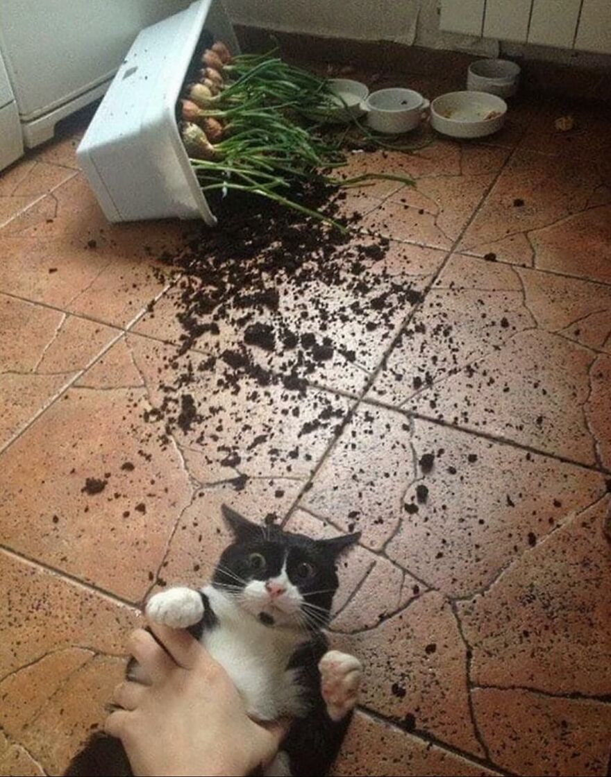 Gato travieso junto a tierra y maceta caída, atrapado en una escena caótica típica de gatos siendo gatos divertidos.