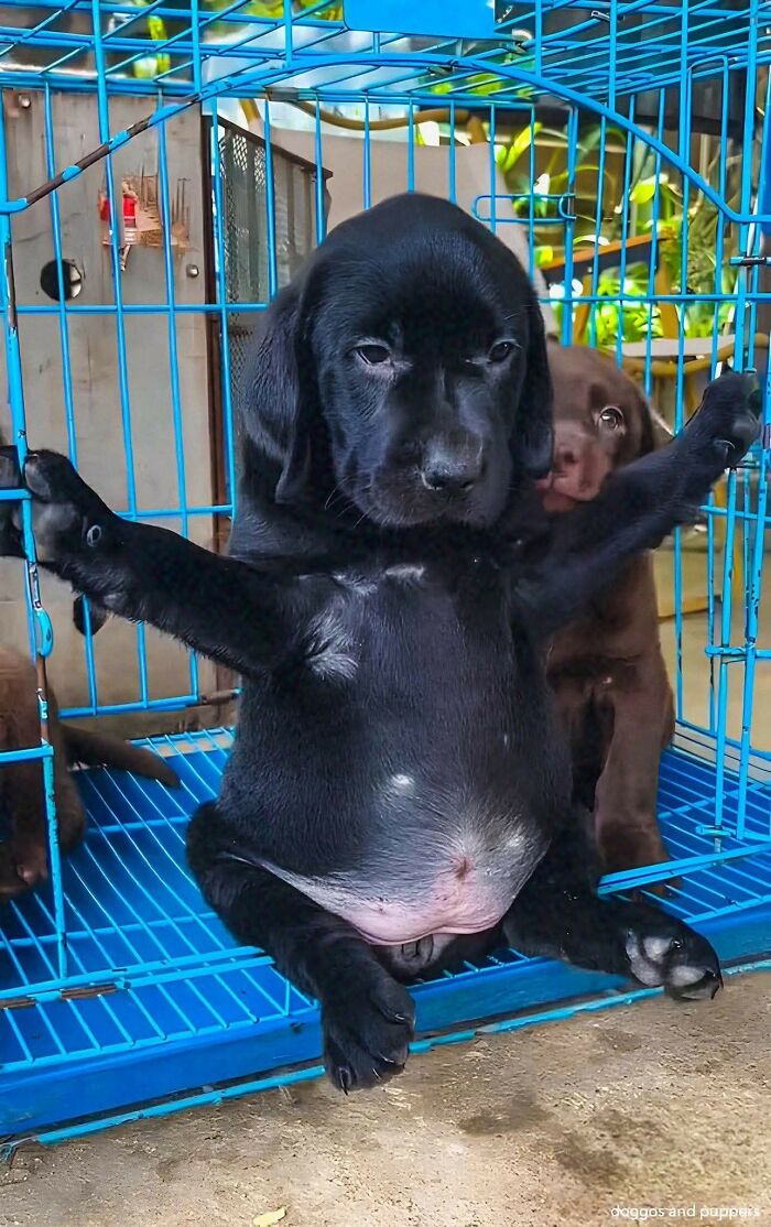 Cachorro negro gracioso dentro de jaula con patas abiertas mostrando momentos divertidos de perros capturados en cámara.