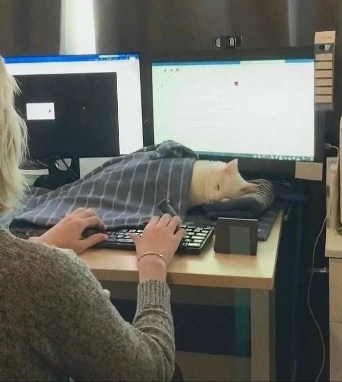 Gato caótico durmiendo sobre teclado en escritorio mientras persona trabaja, mostrando comportamiento de gatos caóticos.
