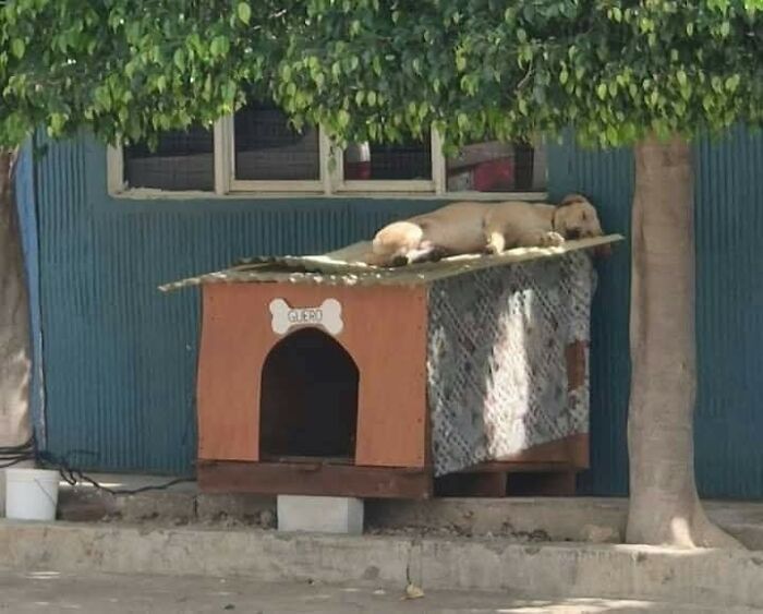 Perro durmiendo divertido sobre techo de caseta en momentos hilarantes de perros captados en cámara al aire libre.