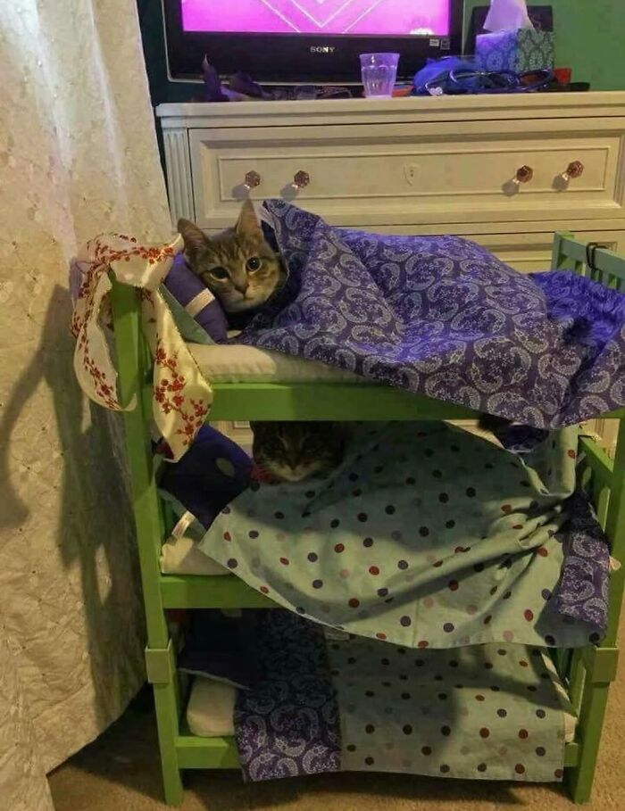 Gatos caóticos durmiendo en camas pequeñas apiladas, mostrando comportamiento típico de gatos en un entorno hogareño.