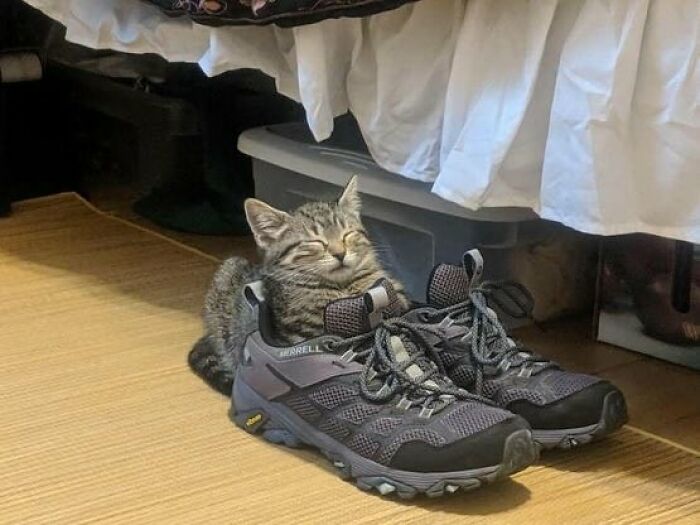 Gato con aura poderosa descansando dentro de zapatillas oscuras en piso de madera junto a cama blanca.