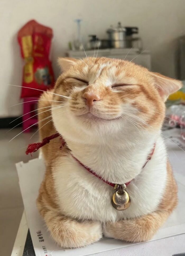 Gato naranja con aura poderosa sonriendo tranquilo en interiores, transmitiendo energía positiva y calma felina.