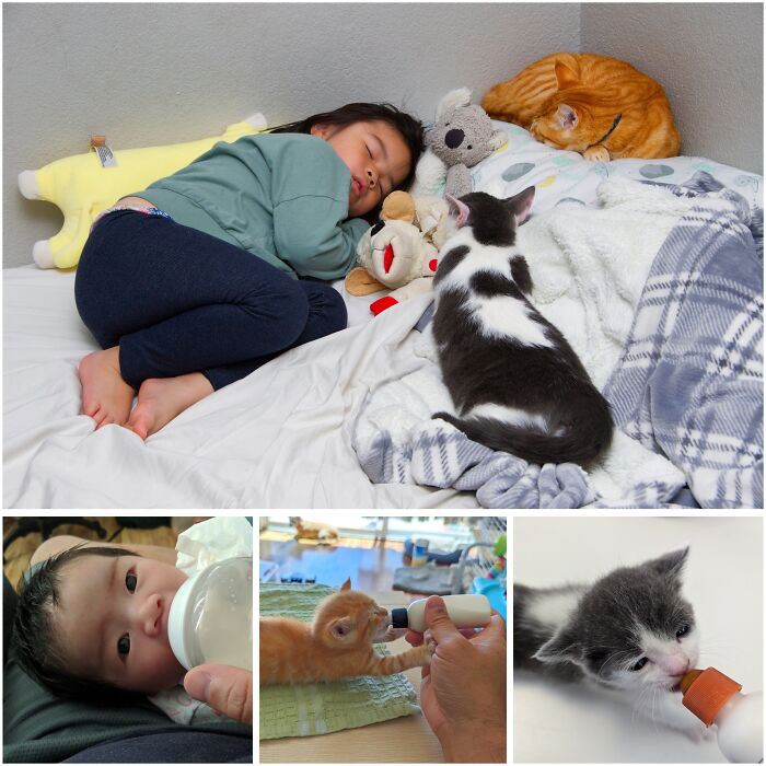 Niño dormido con gatos y juguetes, bebé alimentado, momentos tiernos y divertidos de paternidad capturados en fotos preciosas.