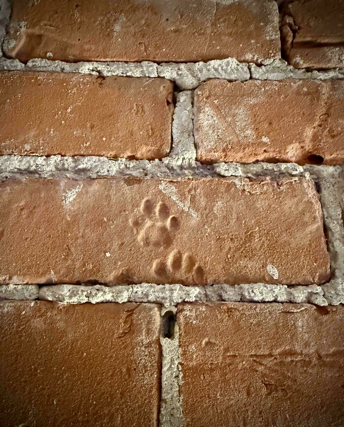 Huellas adorables de patas de gato impresas en ladrillos de arcilla mostrando detalles sin necesidad de maullidos.