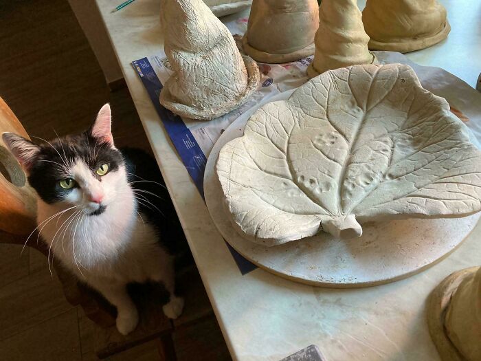 Gato blanco y negro al lado de una hoja de cerámica con huellas de patas de gato detalladas.