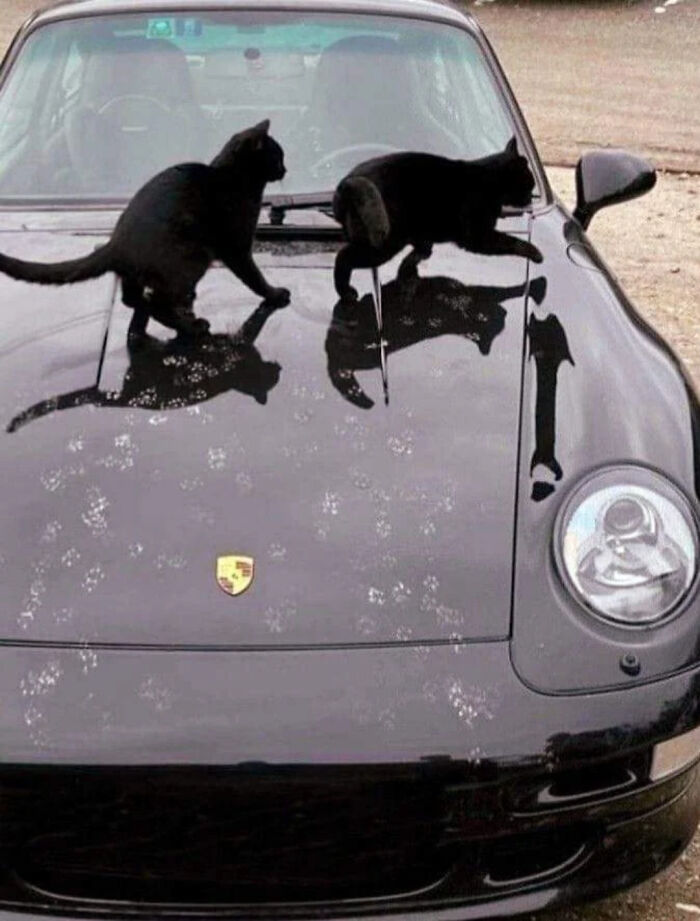 Dos gatos negros caminando sobre el capó de un coche negro con numerosas huellas adorables de patas de gato.