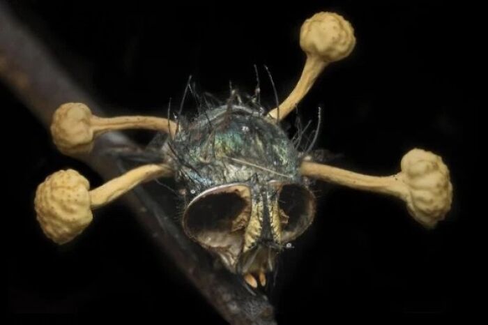 Insecto cubierto de hongos en un entorno oscuro, mostrando un evento real de la vida inquietantemente espeluznante. Insecto cubierto de hongos en un entorno oscuro, mostrando un evento real de la vida inquietantemente espeluznante.