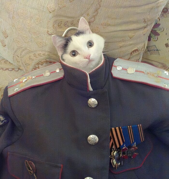 Gato con uniforme militar gracioso que hace cuestionar quién pudo haber diseñado estos uniformes hilarantes.