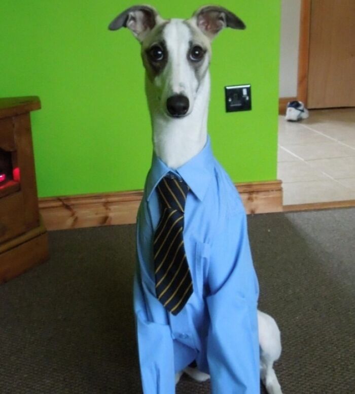 Perro vestido con camisa y corbata azul, mostrando uniforme divertido que cuestiona su diseño original.