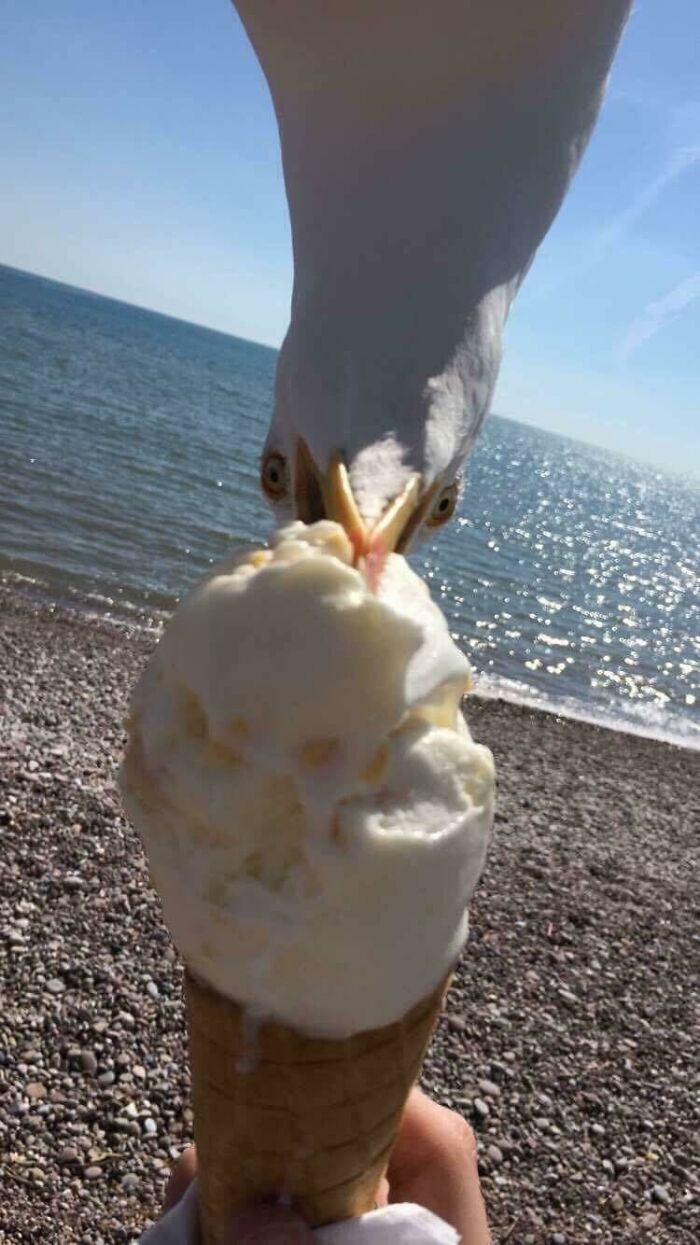 Gaviota robando un cucurucho de helado en la playa con una foto mejor de lo esperado.