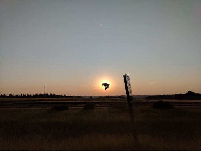 Pájaro volando frente al sol al atardecer en un campo abierto, captura inesperada y mejor fotografía espontánea.