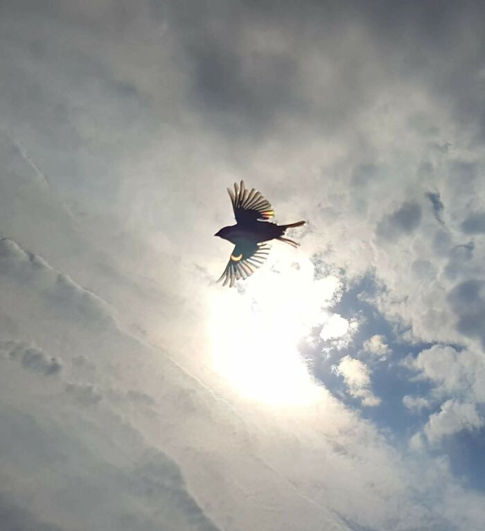 Pájaro volando con luz solar detrás y cielo nublado, una foto mucho mejor de lo esperado al intentar capturar la imagen.