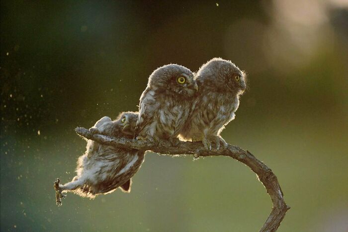 Tres búhos pequeños posados en una rama, fotografía capturada con un resultado mejor al esperado por el fotógrafo.