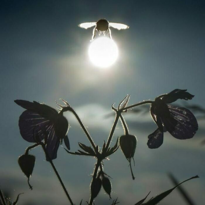 Abeja volando frente al sol capturada en una foto mejor de lo esperado con flores en primer plano al atardecer.