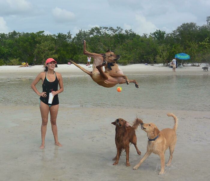 Mujer sonriente en la playa con tres perros, uno en salto espectacular, captura inesperada y mejor foto.