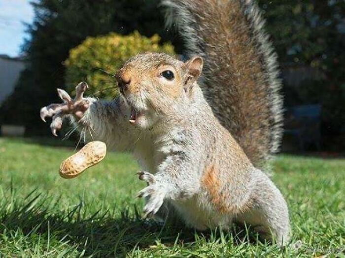 Ardilla atrapando un maní en el aire, ejemplo de foto inesperada que resulta mejor de lo previsto.