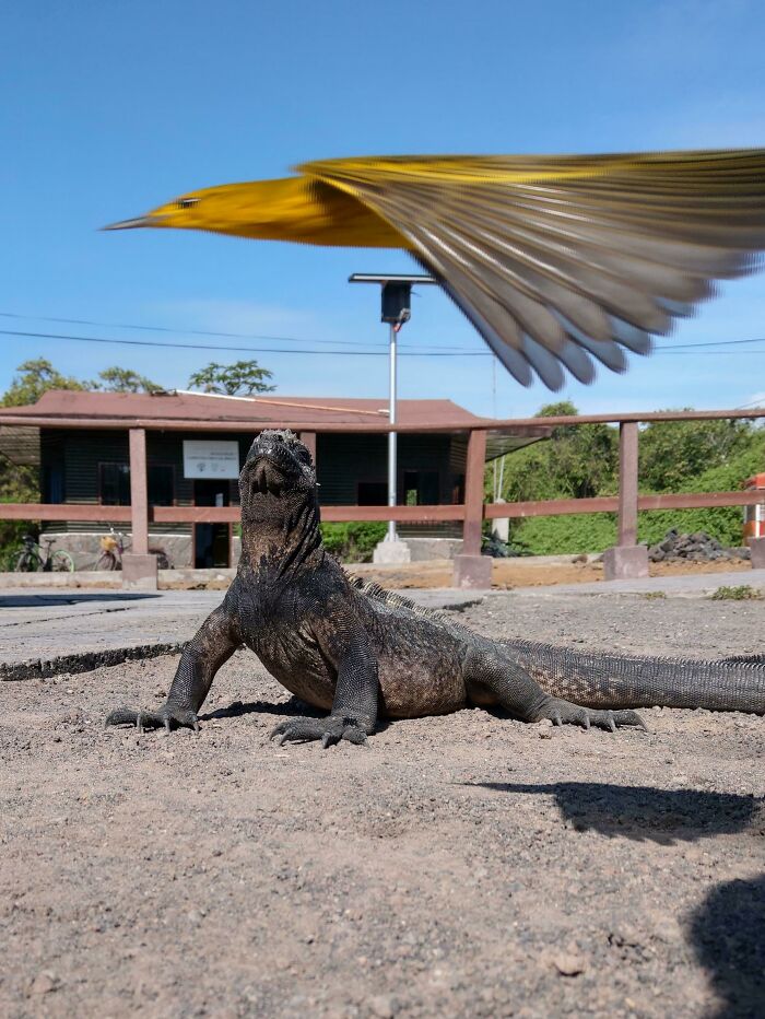 Iguana en primer plano con un pájaro amarillo volando capturado accidentalmente en una foto inesperadamente perfecta.