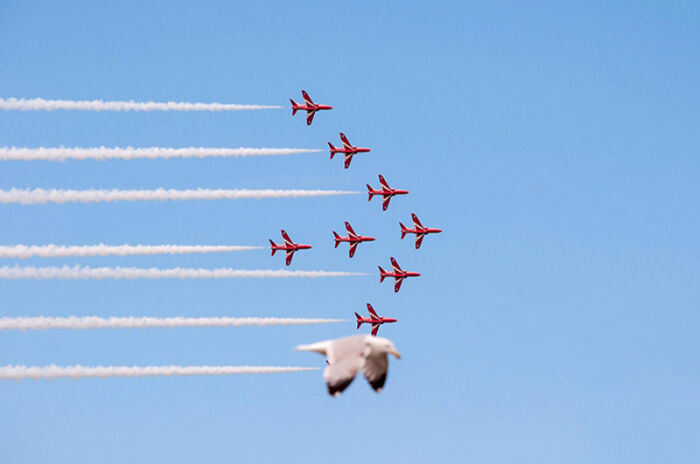 Avión en formación con estelas blancas y un ave volando delante, imagen mejor de lo esperado en fotografía.