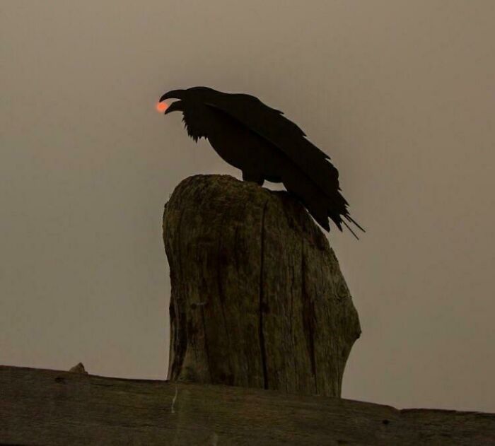 Pájaro oscuro posado en un tronco al atardecer, una foto inesperadamente mejor de naturaleza sorprendente.