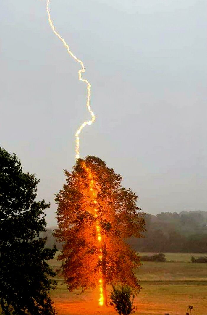 Rayo impactando un árbol con un efecto visual impresionante, una foto inesperadamente mejor tomada por personas.