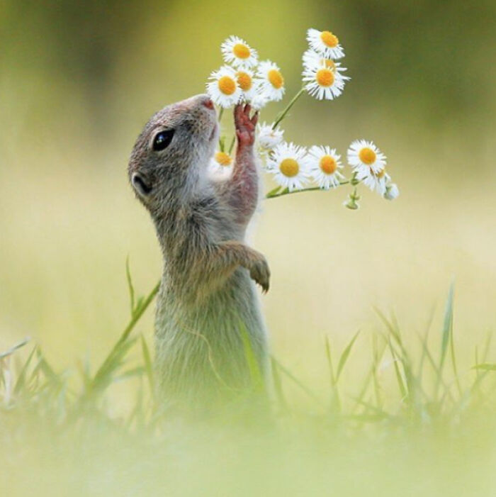 Pequeño roedor tomando flores en un campo, una de las imágenes sorprendentes que superan la expectativa en fotos inesperadas.