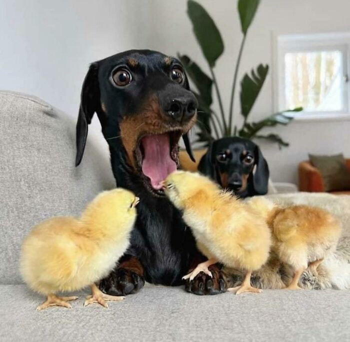Perro sorprendido con pollitos, captura inesperada que mejora la foto, momento divertido y adorable en hogar.
