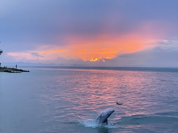 Atardecer con colores vibrantes y delfín saltando en el mar, una foto inesperadamente mejor de toma espontánea.