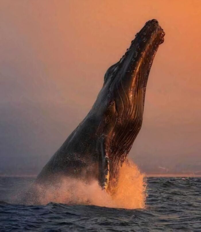 Ballena emergiendo del agua al atardecer en una foto que superó las expectativas de un intento de captura.