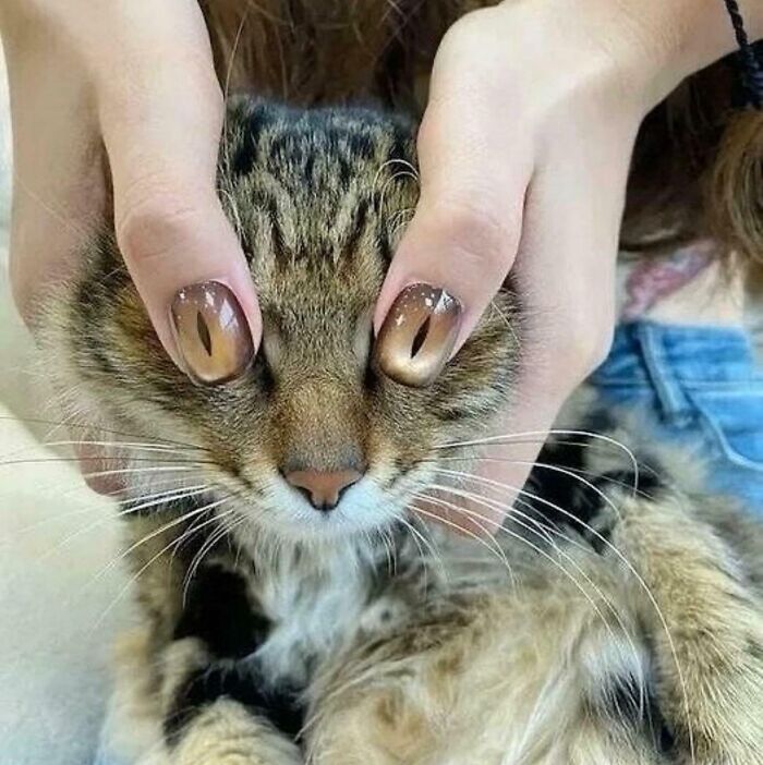 Gato con uñas pintadas que imitan ojos, foto extraña que parece sagrada y maldita al mismo tiempo.