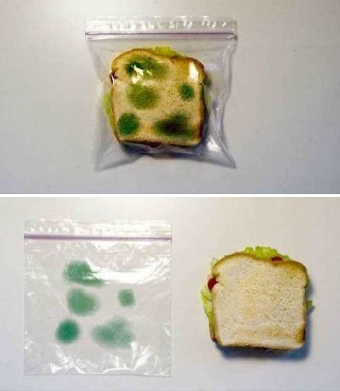 Sándwich con moho verde dentro de bolsa plástica junto a sándwich fresco en una imagen extraña y curiosa.